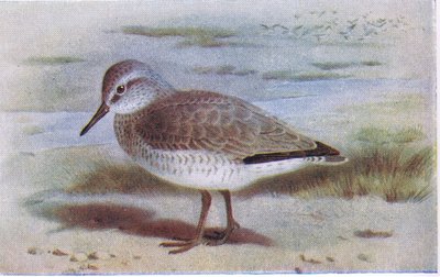 Knutt, aus Birds of the British Isles and Their Eggs veröffentlicht von Frederick Warne & Co Ltd, 1958 von Archibald Thorburn